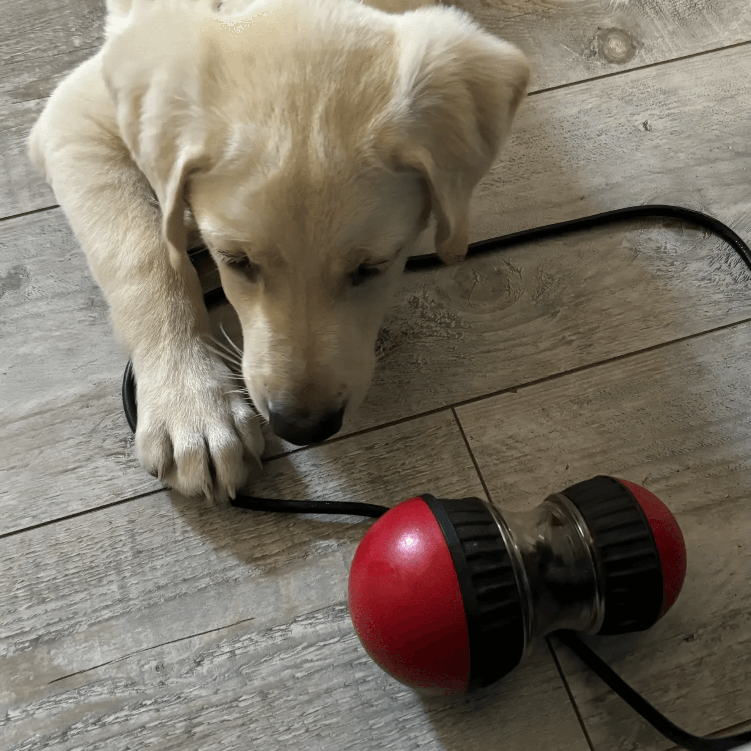 Gluttonous Toy
