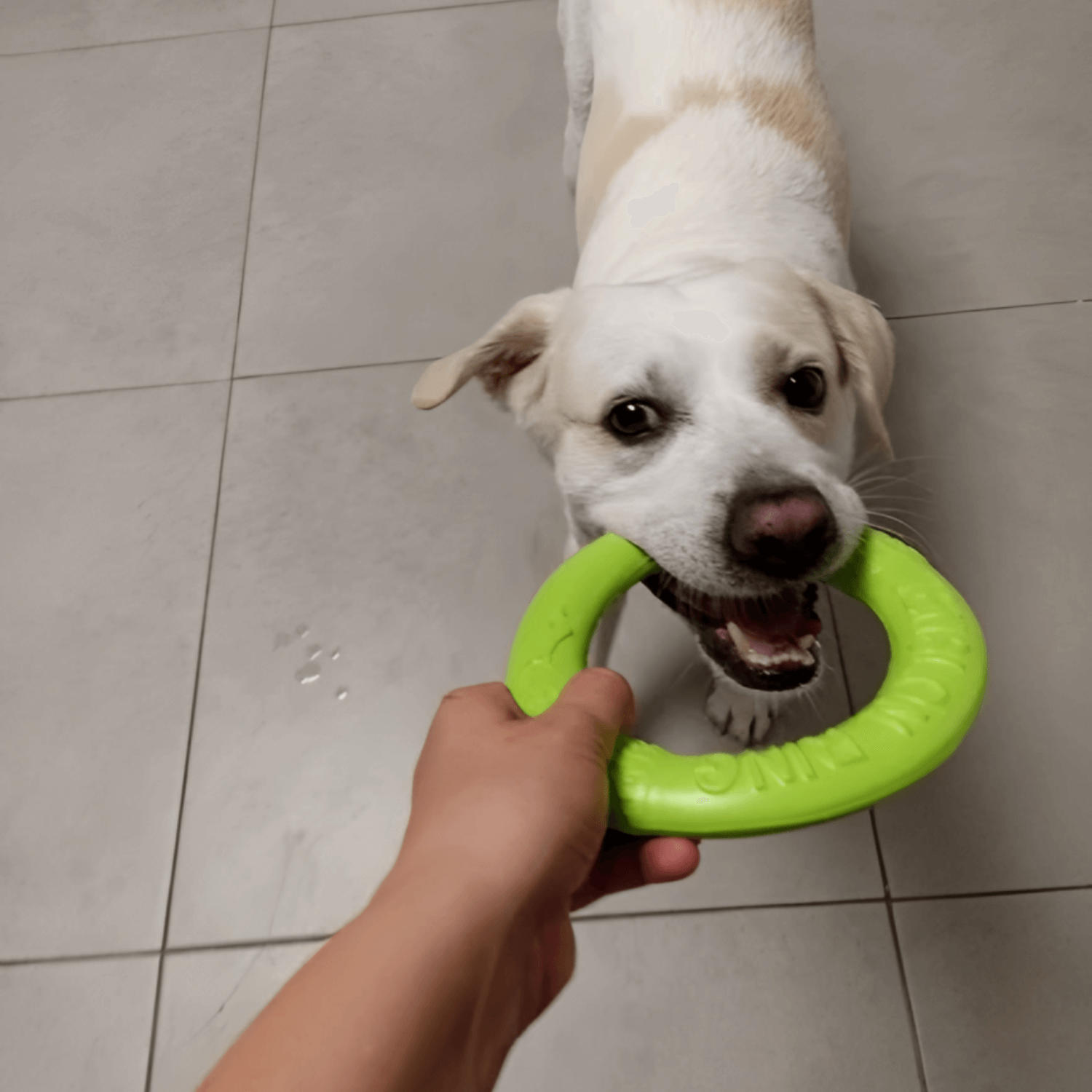 Go Ring Green Toy