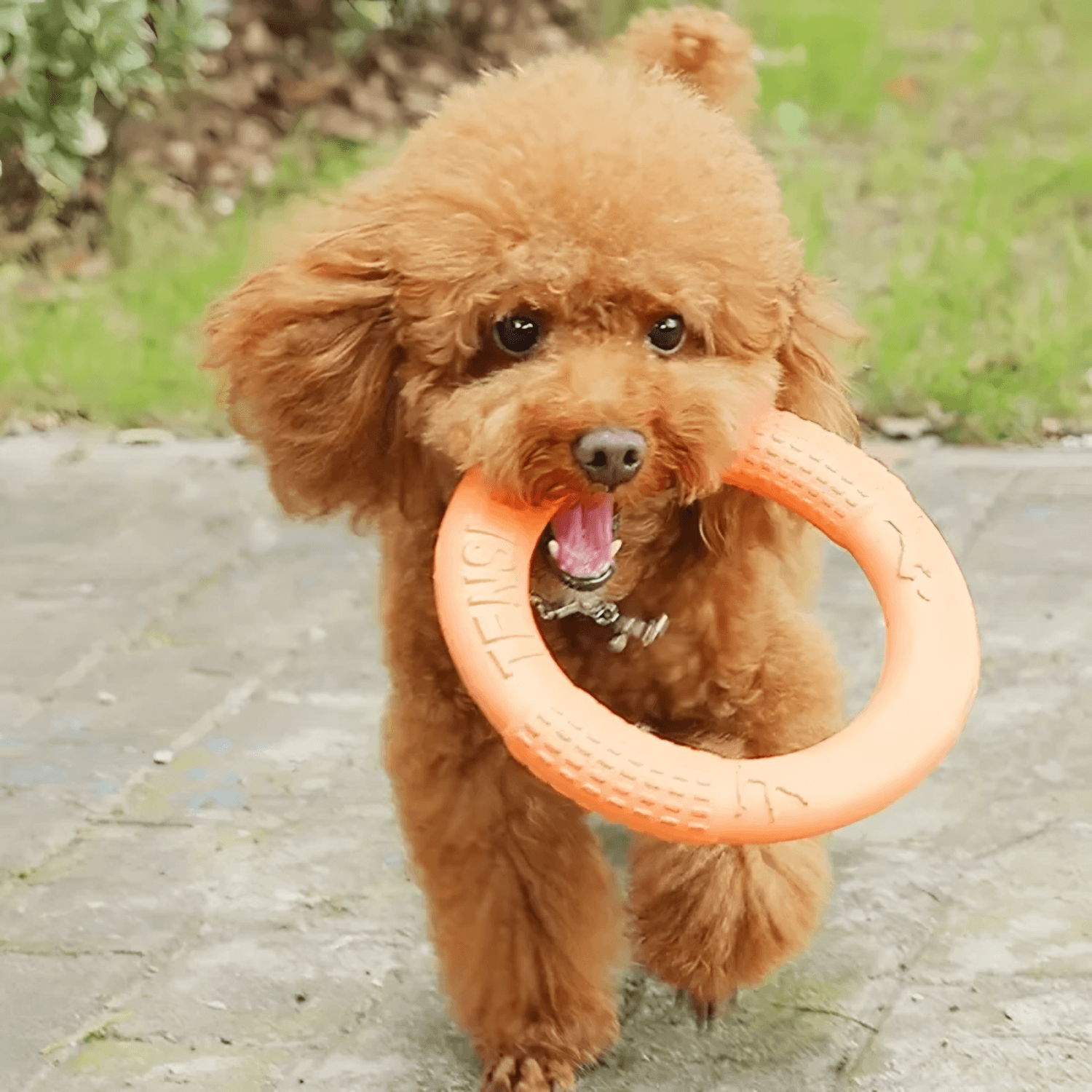 Go Ring Toy