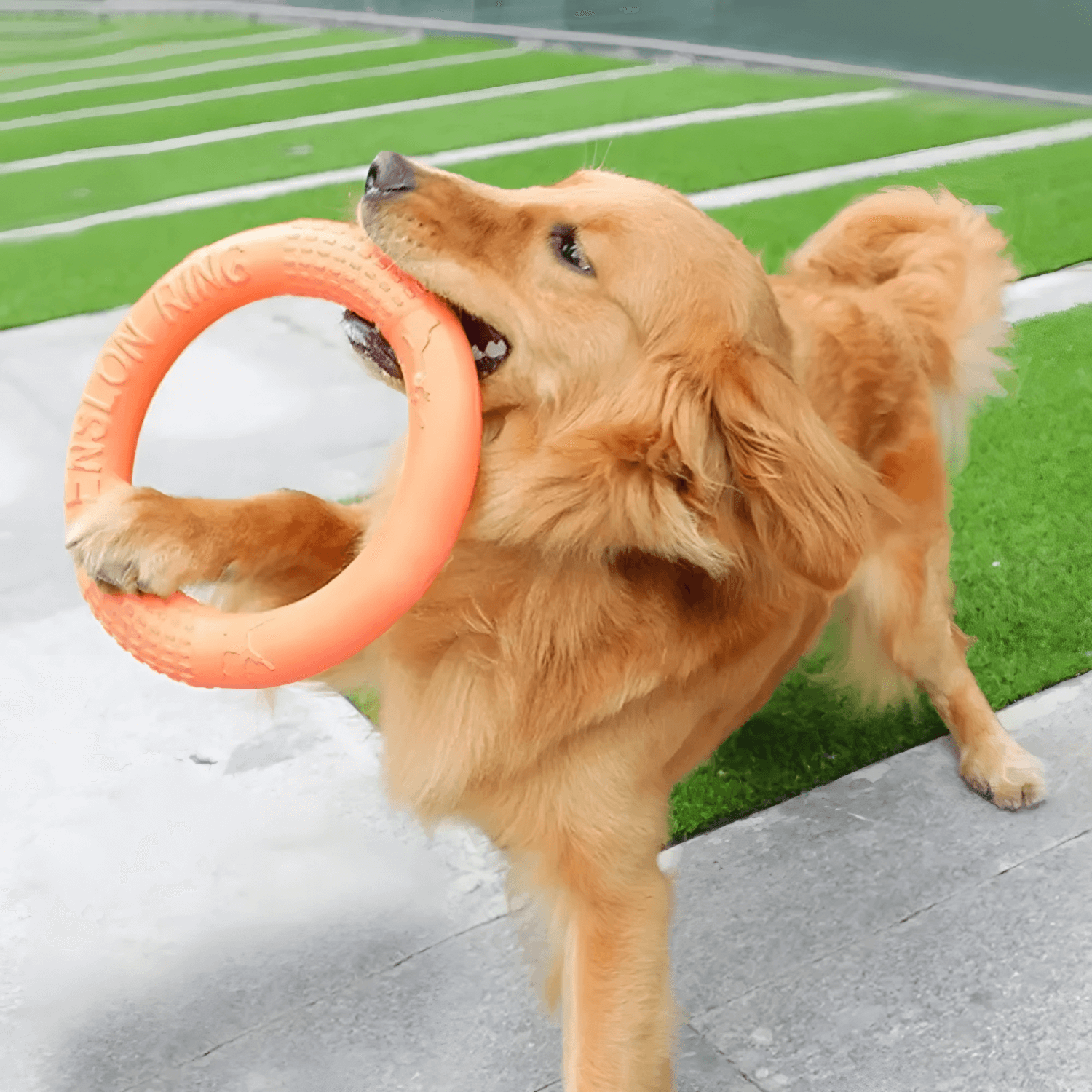 Go Ring Toy