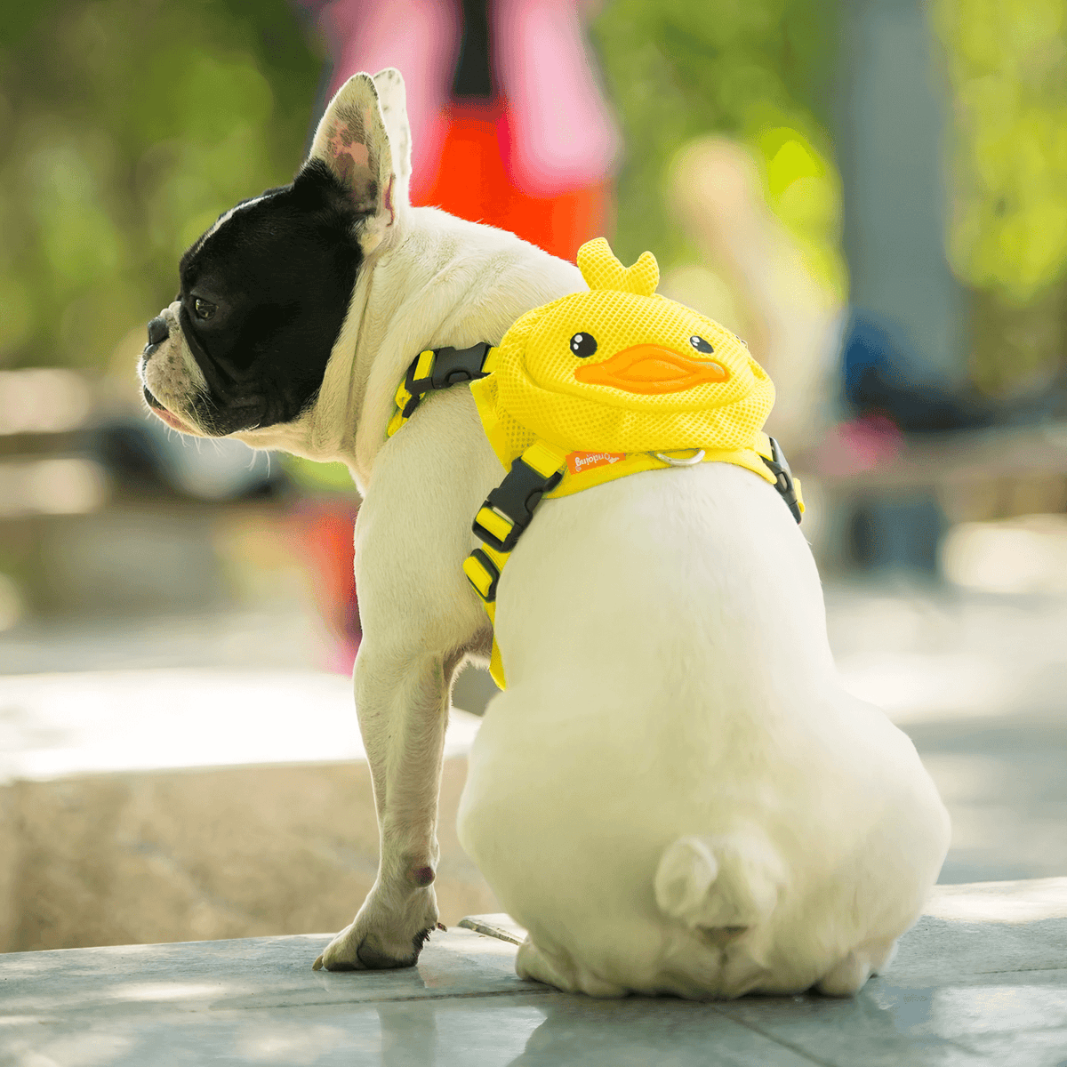 LittleDuck Harness & Leash