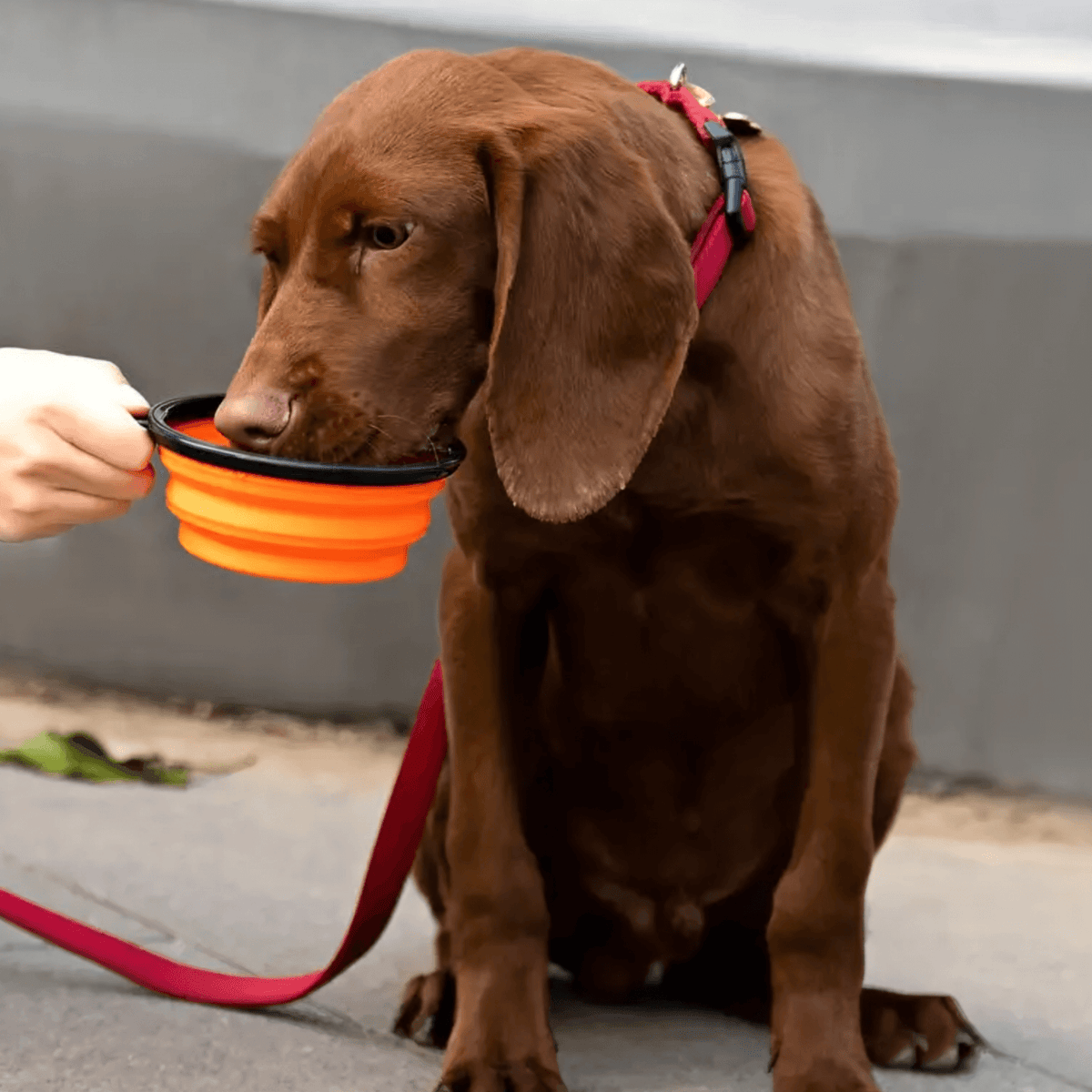 Portable Retractable Bowl