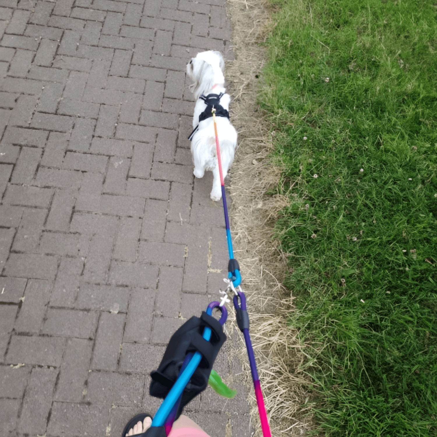 Beltie Leash