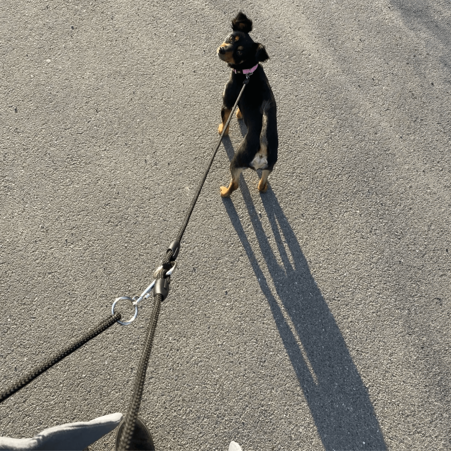 Beltie Leash